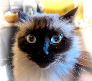 chat halluciné
